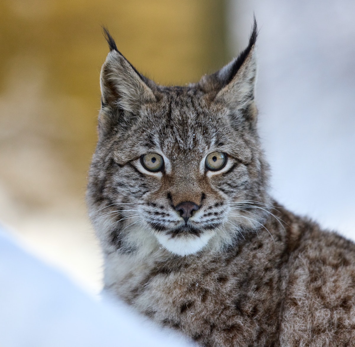 Growing support for the re-introduction of lynx to Scotland